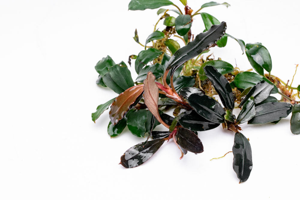 Bucephalandra Brownie Blue