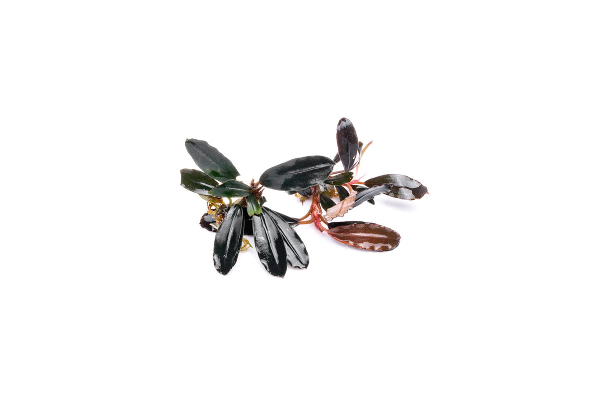 Bucephalandra Brownie Blue