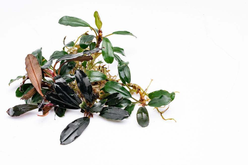 Bucephalandra Brownie Blue