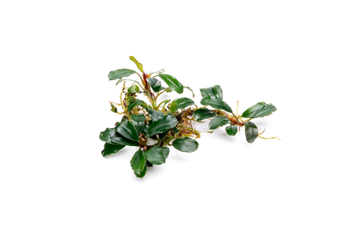 Bucephalandra Brownie Blue