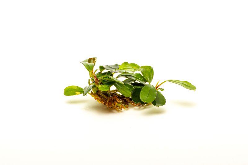 Bucephalandra Brownie Brown