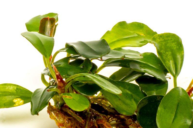 Bucephalandra Brownie Brown
