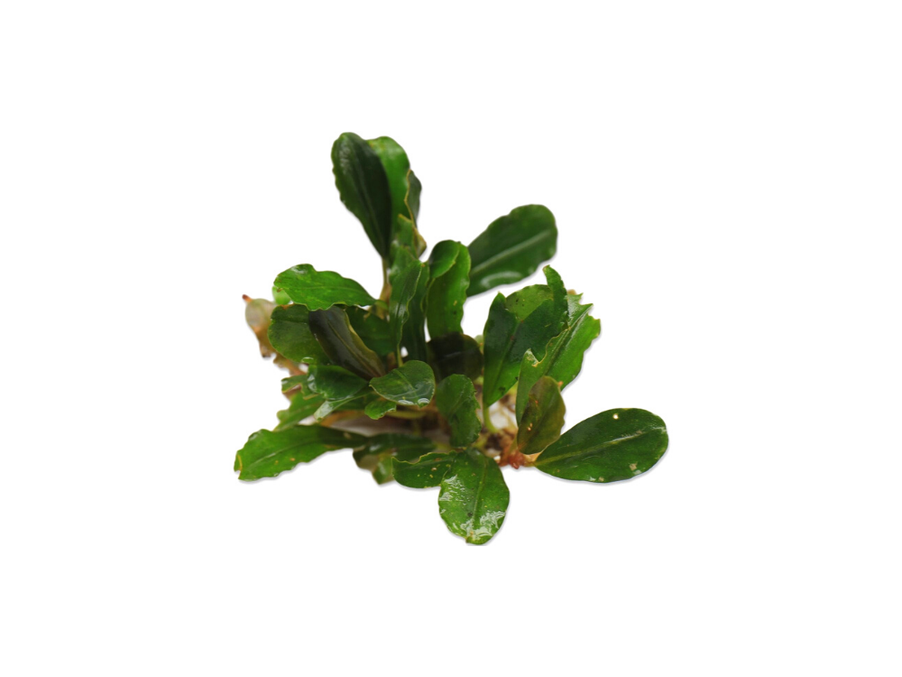 Bucephalandra Brownie Hermes