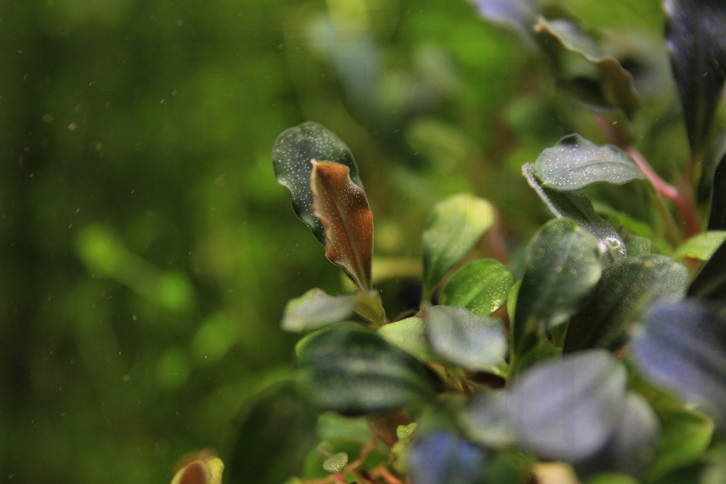 Bucephalandra Brownie Phantom