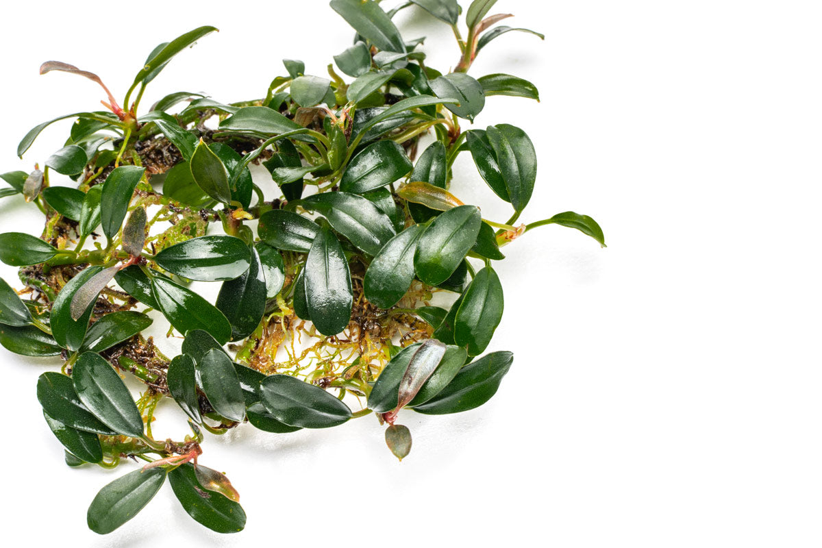 Bucephalandra Brownie Phoenix