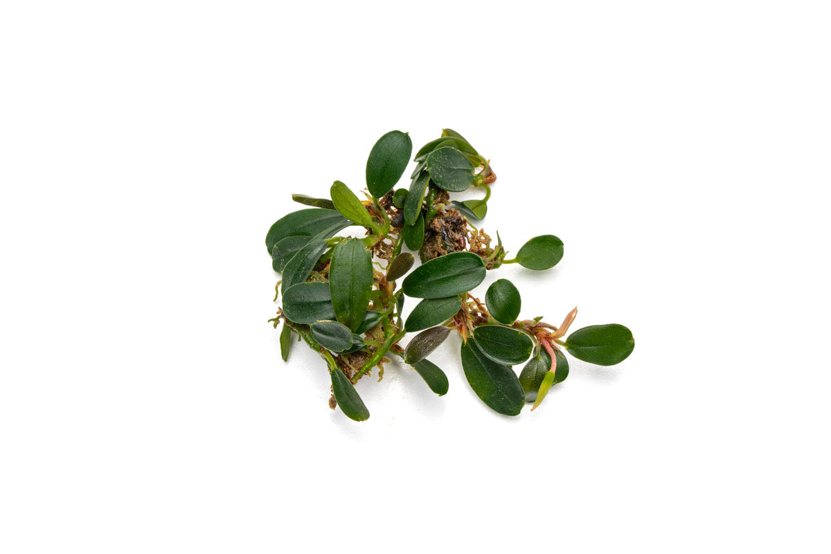 Bucephalandra Brownie Phoenix