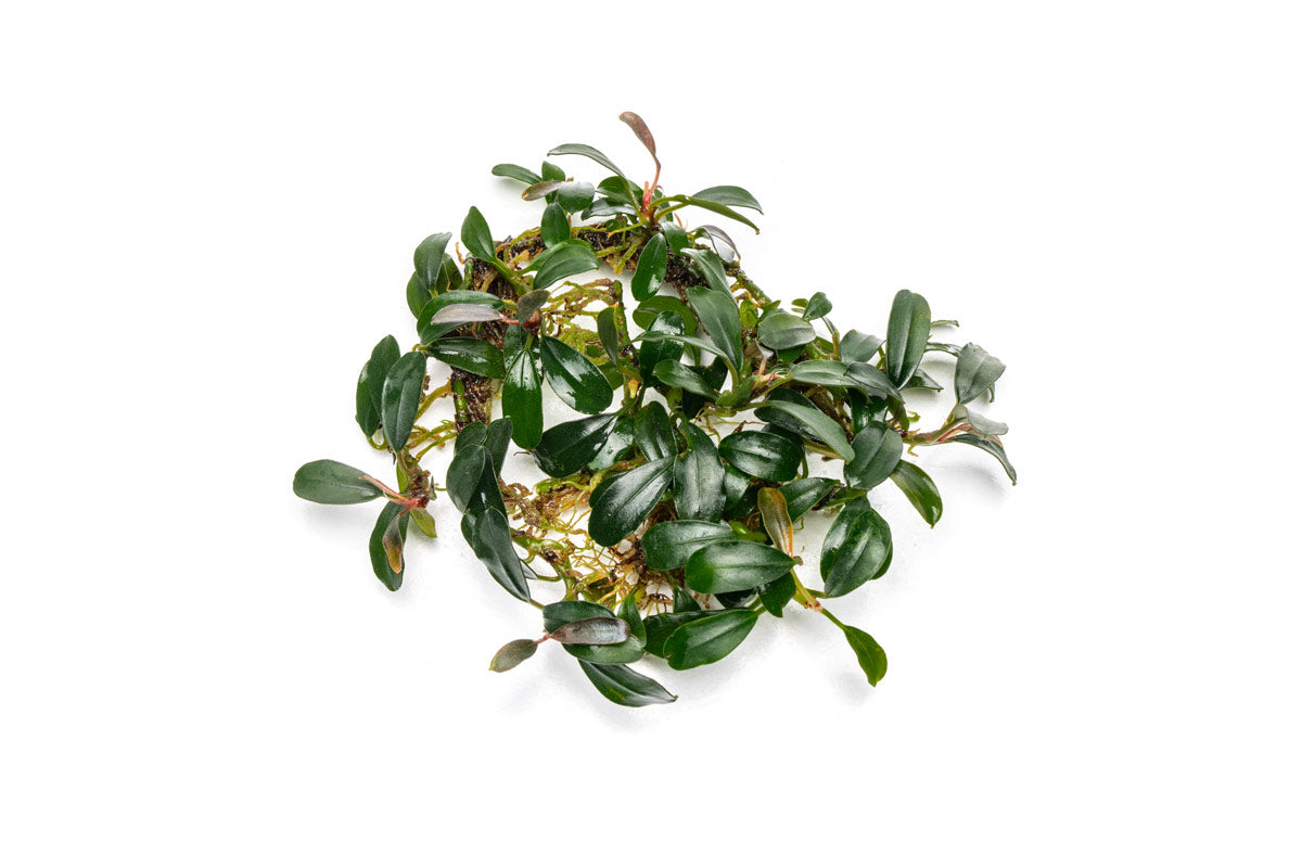 Bucephalandra Brownie Phoenix