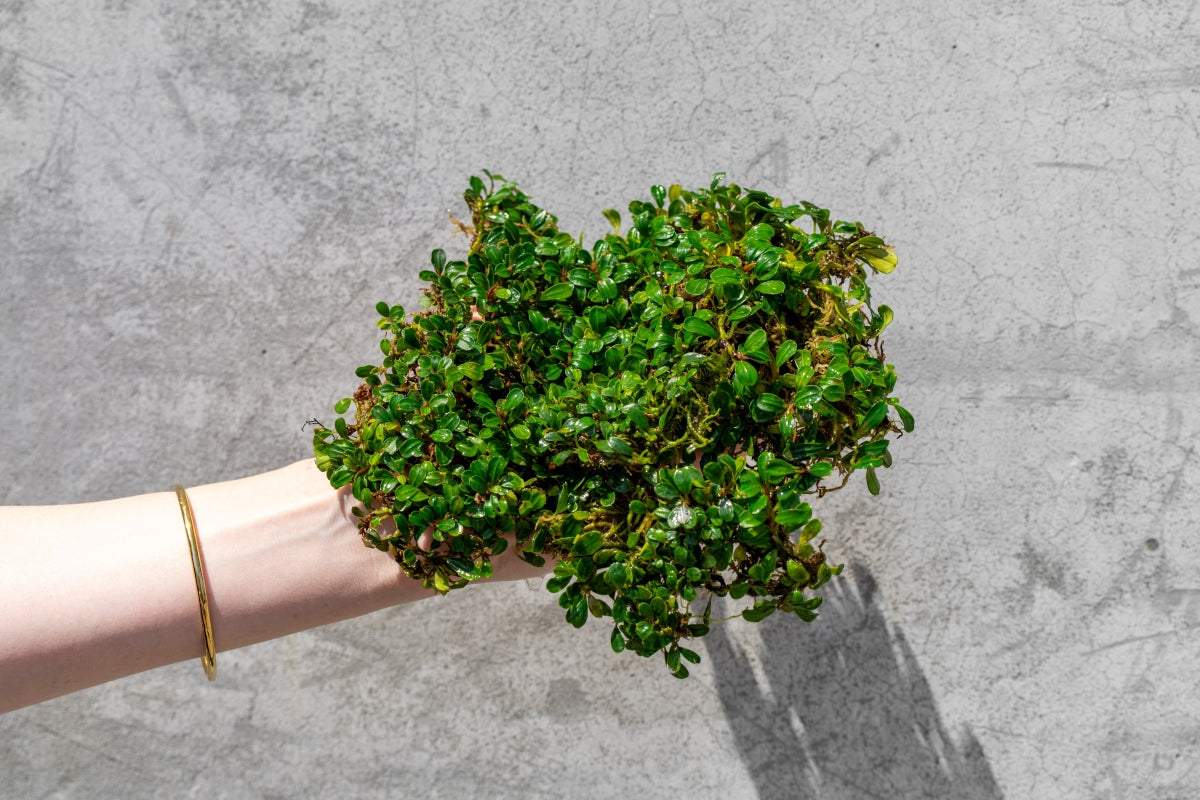 Bucephalandra Brownie Phoenix