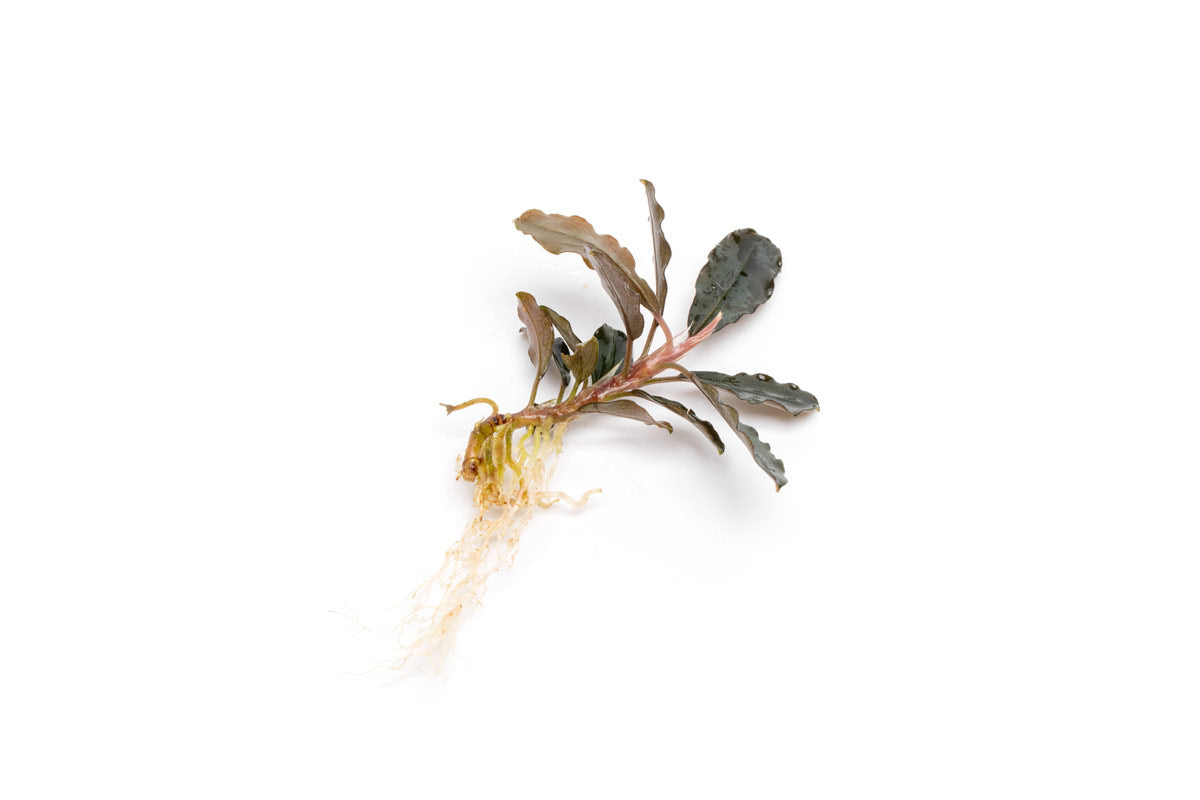 Bucephalandra Brownie Purple