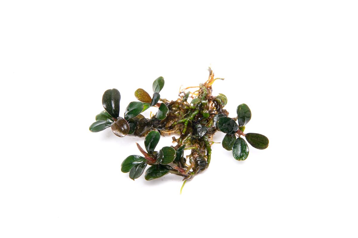 Bucephalandra Brownie Sugar