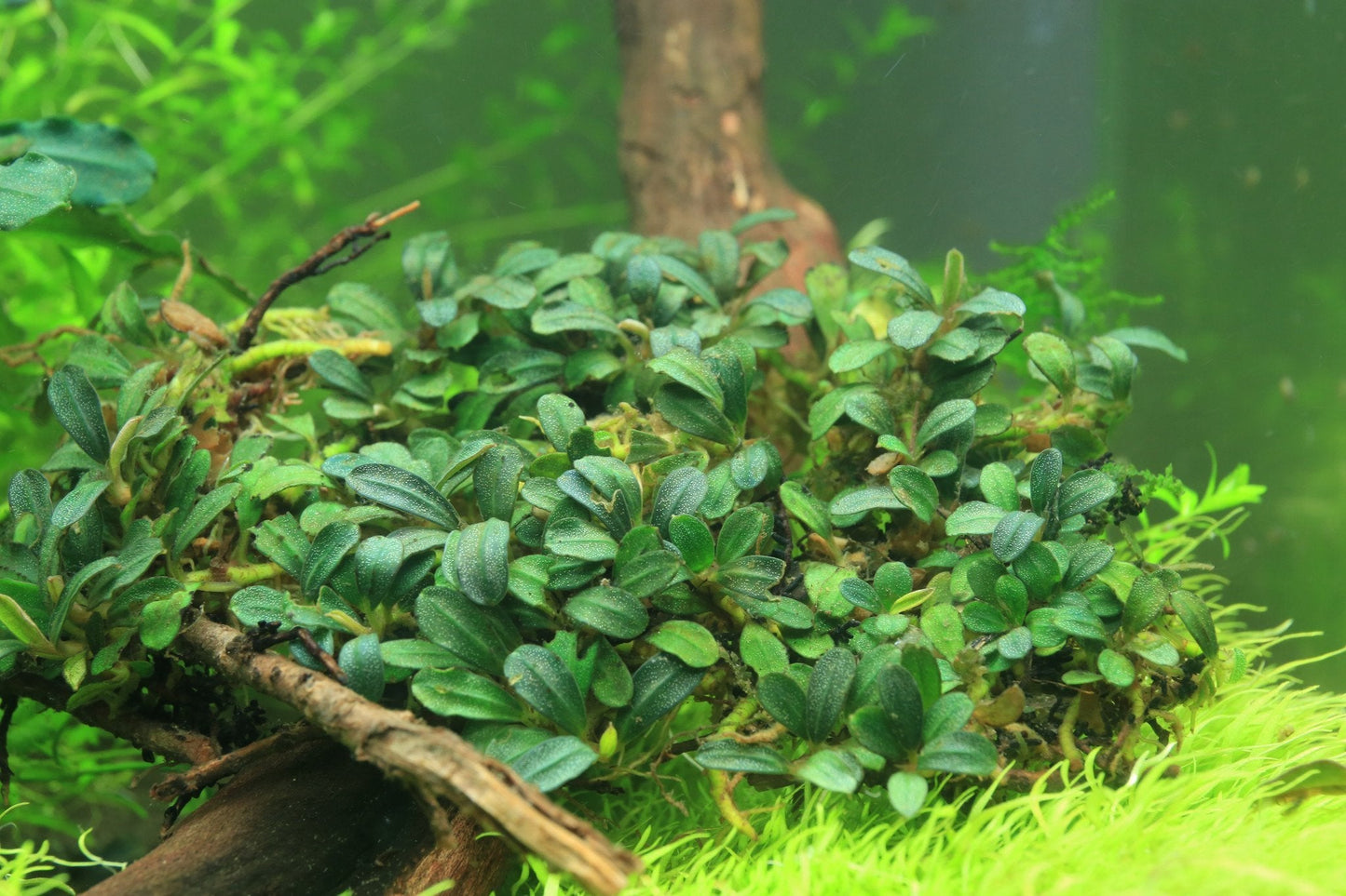 Bucephalandra Brownie Sugar
