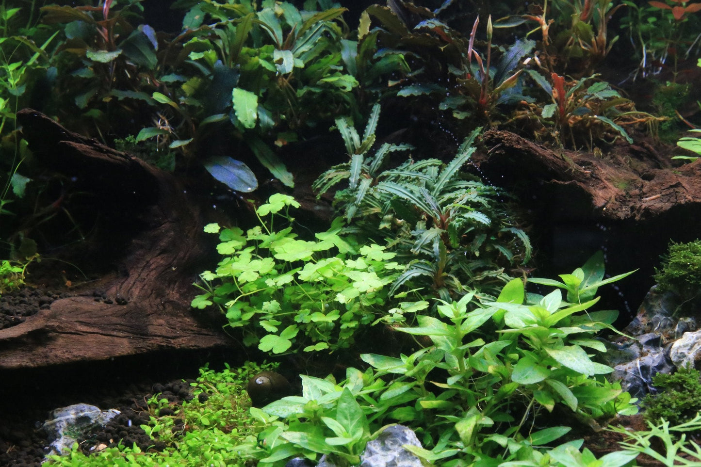 Bucephalandra Catherinae Green