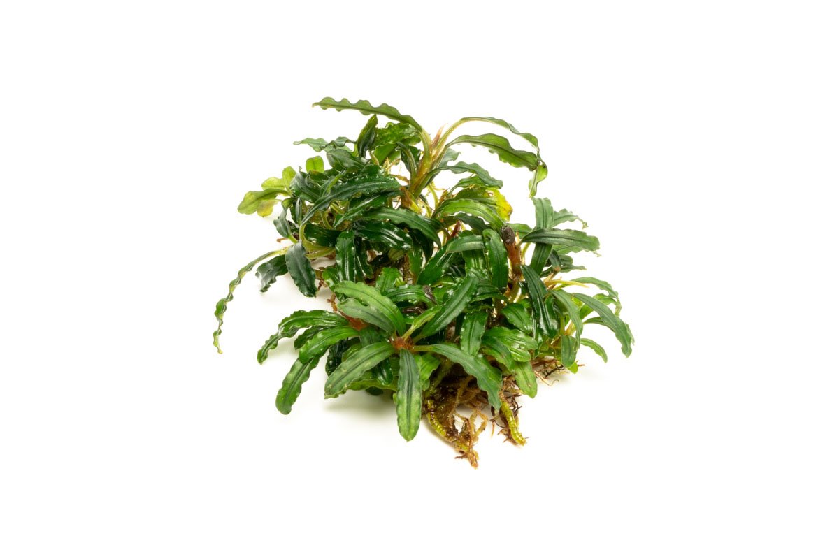 Bucephalandra Catherinae Green