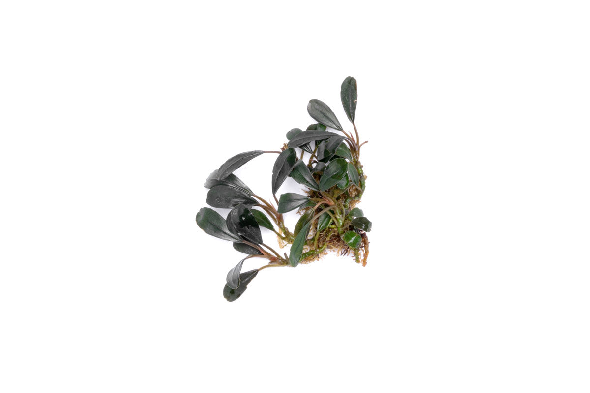 Bucephalandra Deep Purple