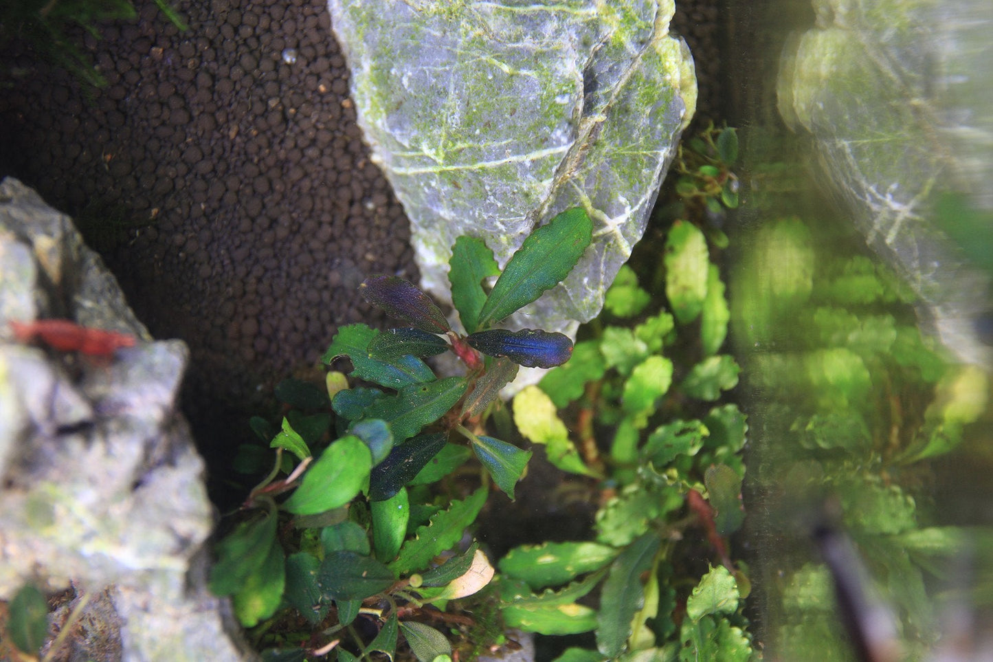 Bucephalandra Hades
