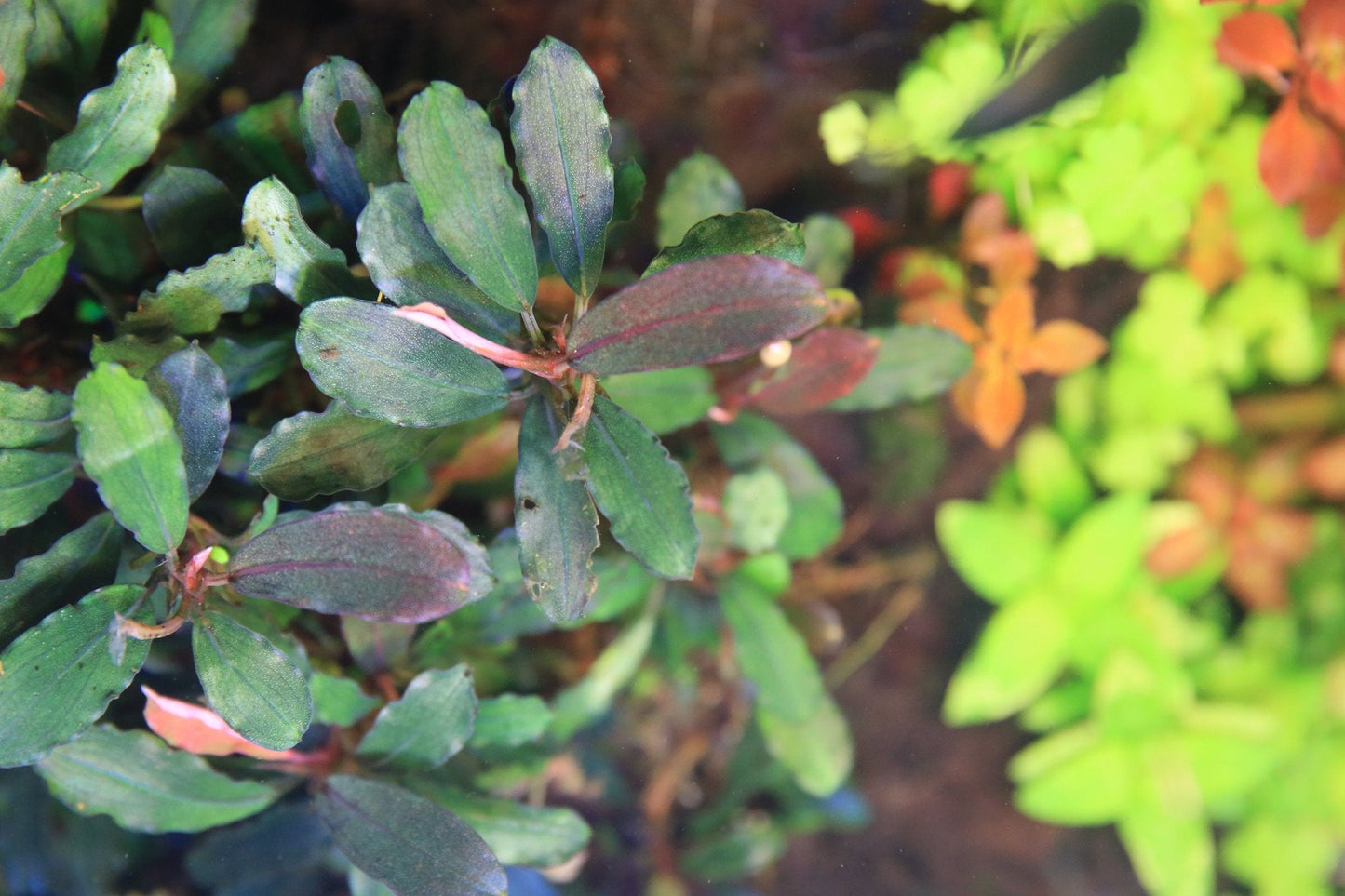 Bucephalandra Hades