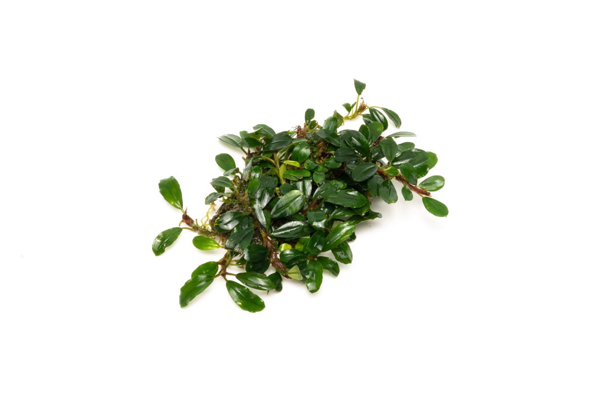 Bucephalandra Hades
