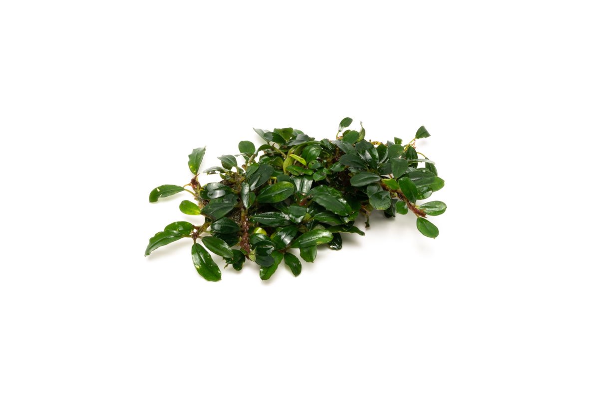 Bucephalandra Hades