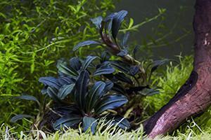 Bucephalandra Kedagang Round