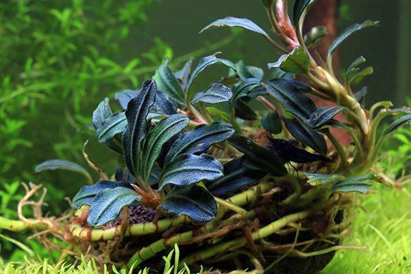 Bucephalandra Kedagang Round