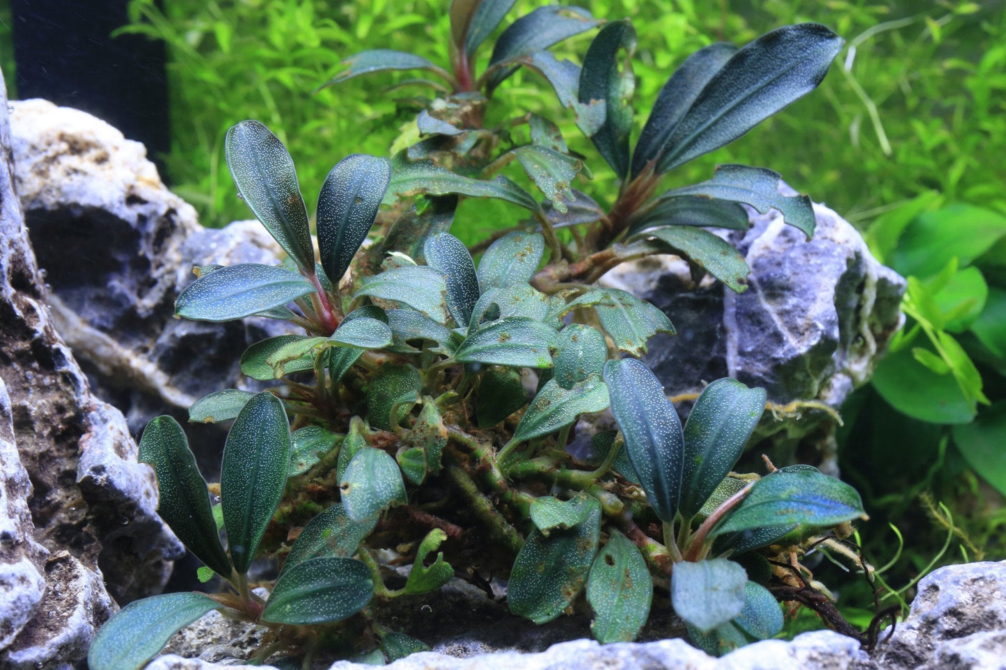 Bucephalandra Deep Purple