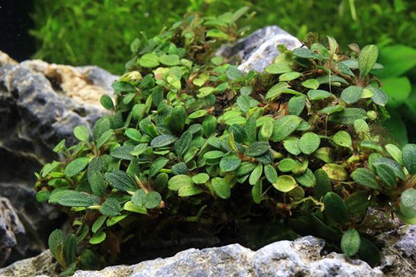 Bucephalandra Mini Coin