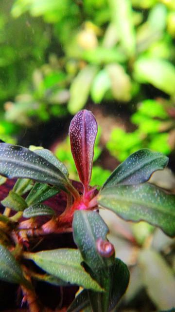 Bucephalandra Brownie Phoenix