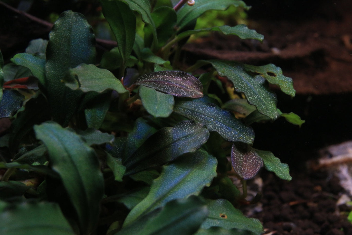 Bucephalandra Rainbow Frost