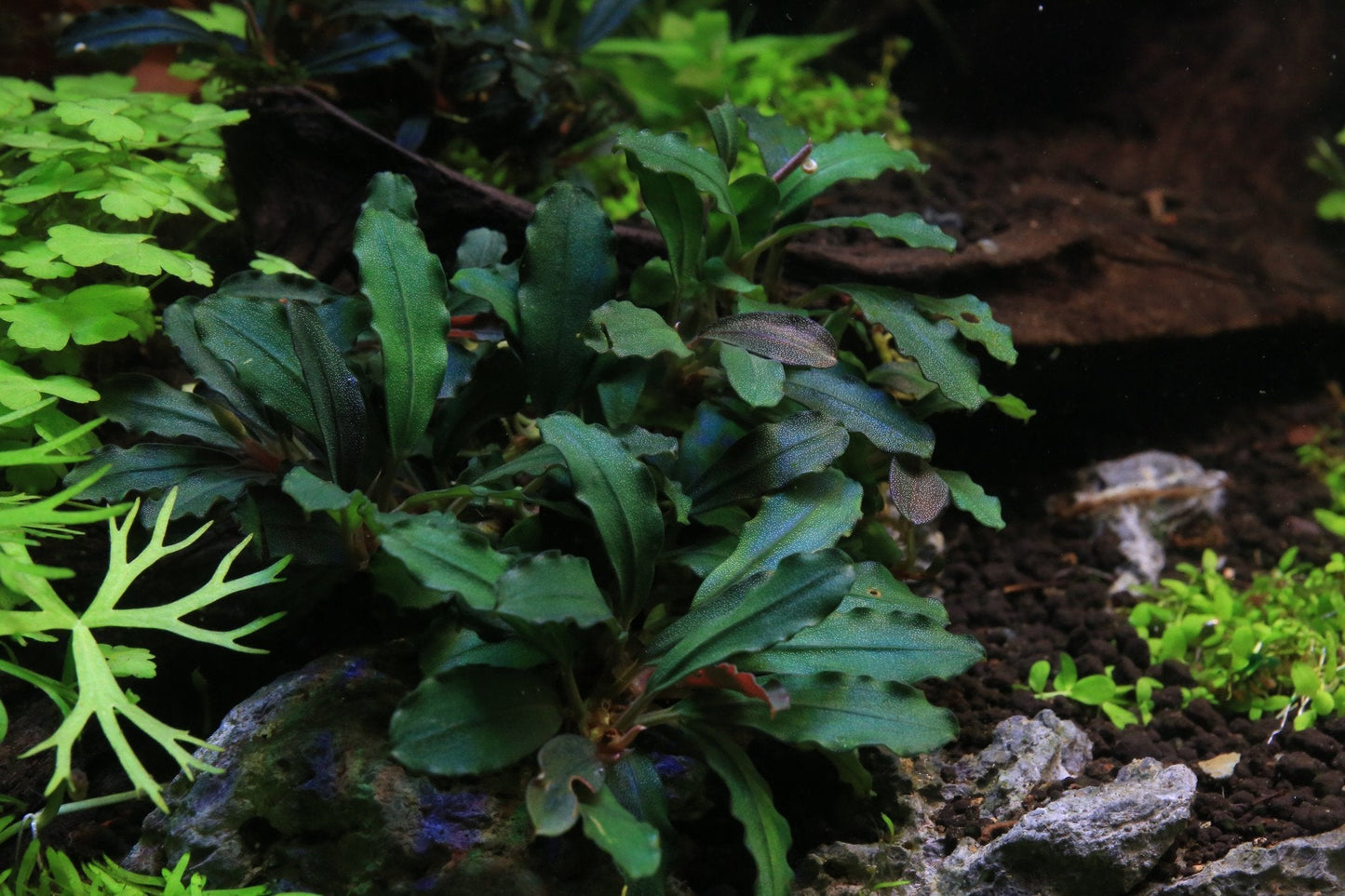 Bucephalandra Rainbow Frost