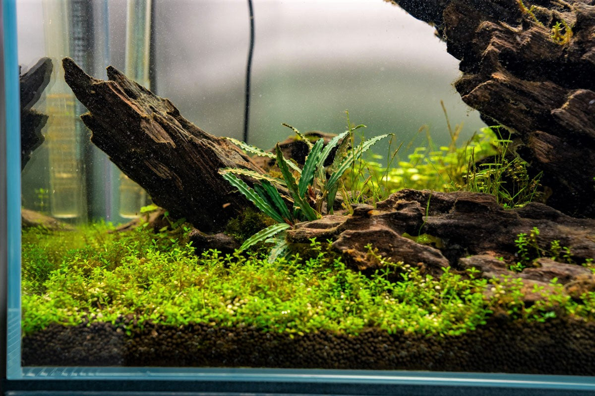 Bucephalandra Red Scorpio