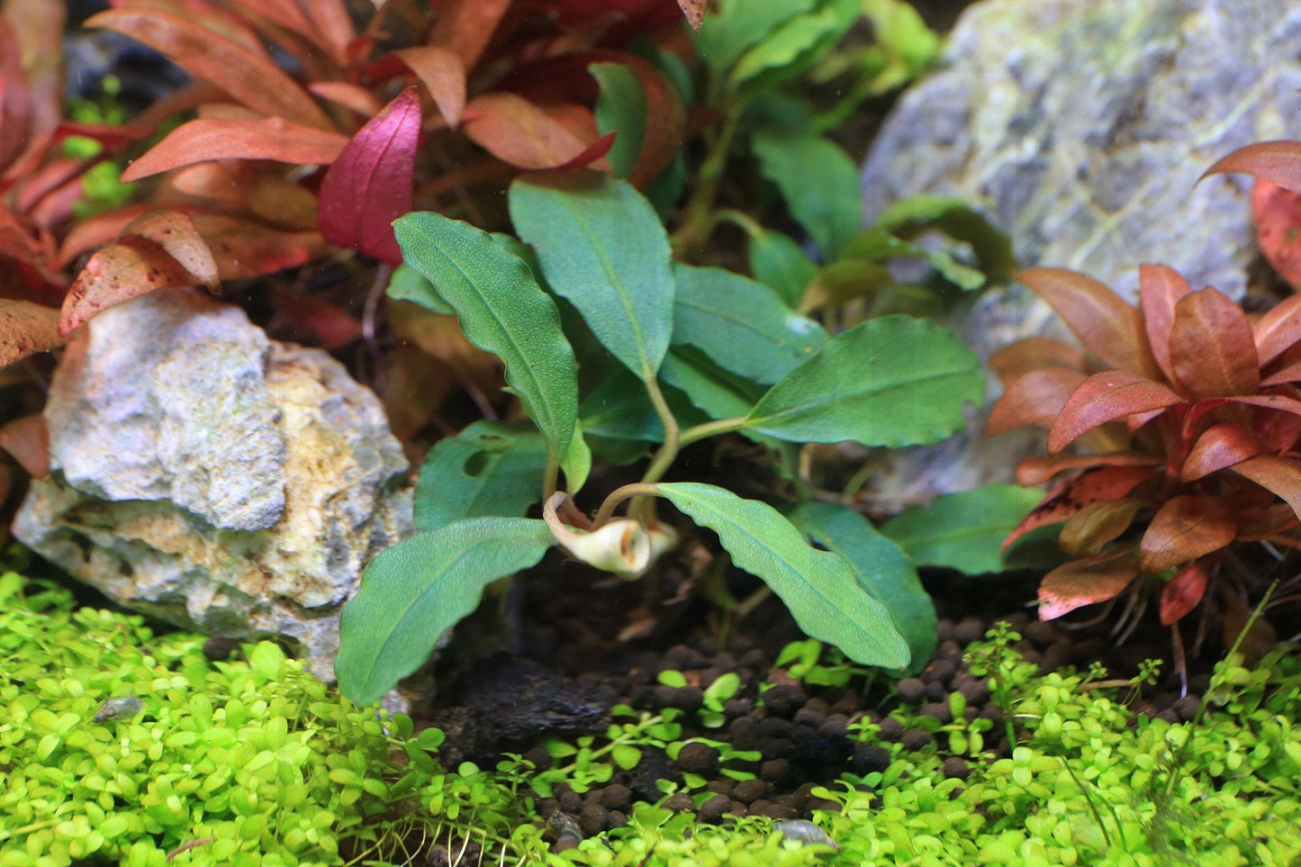 Bucephalandra Thick Brown