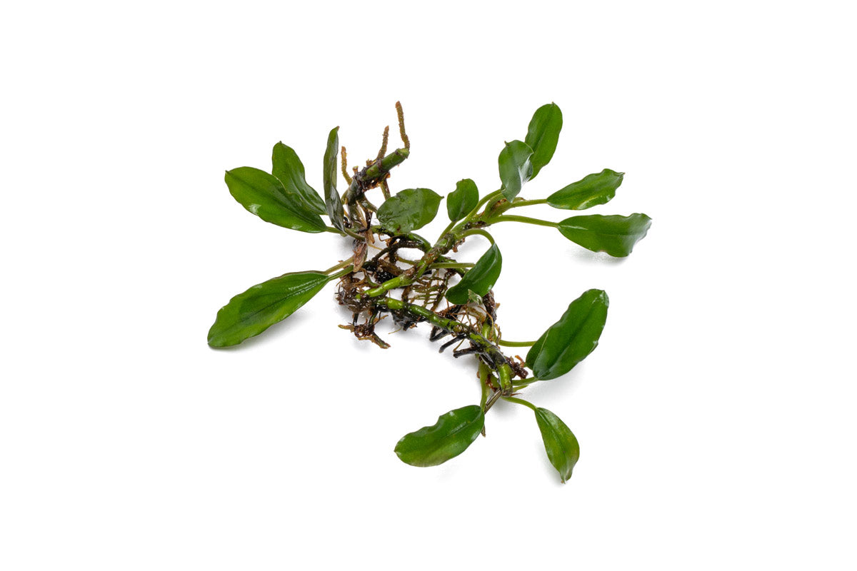 Bucephalandra Thick Brown