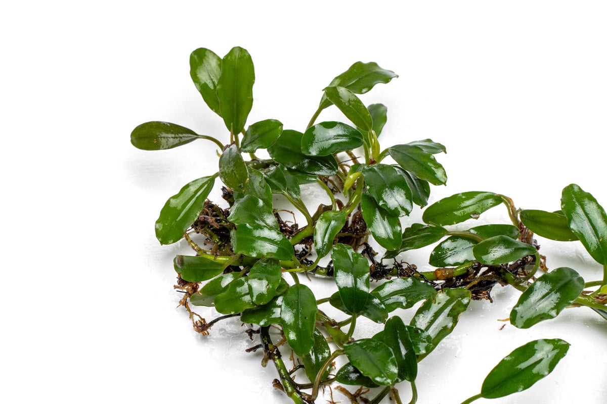 Bucephalandra Thick Brown