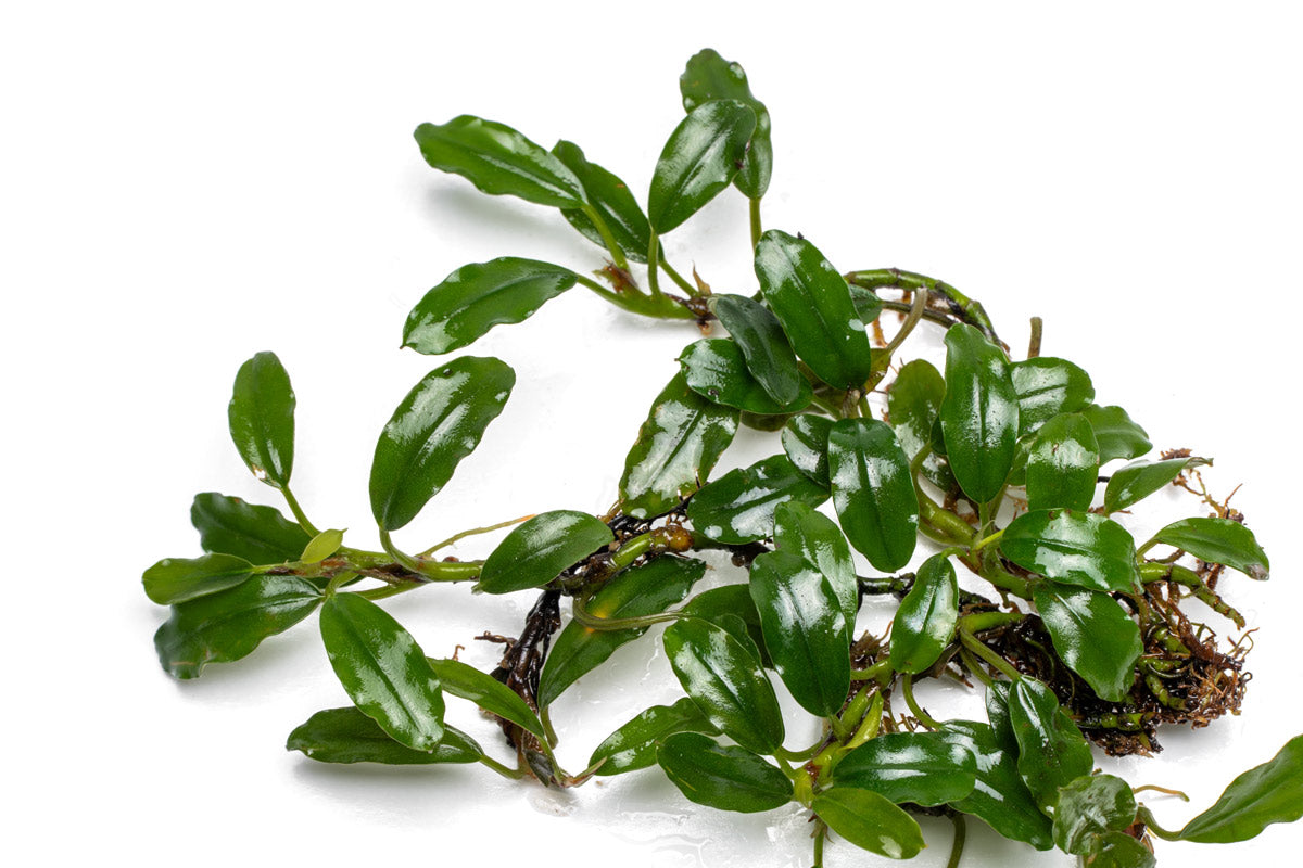 Bucephalandra Thick Brown