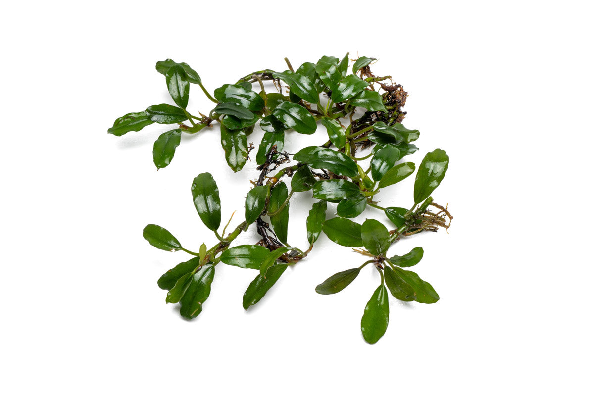 Bucephalandra Thick Brown