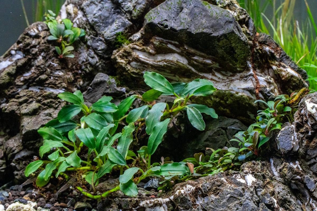 Bucephalandra Thick Brown