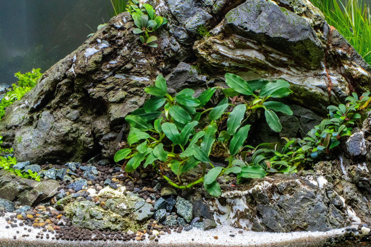 Bucephalandra Thick Brown