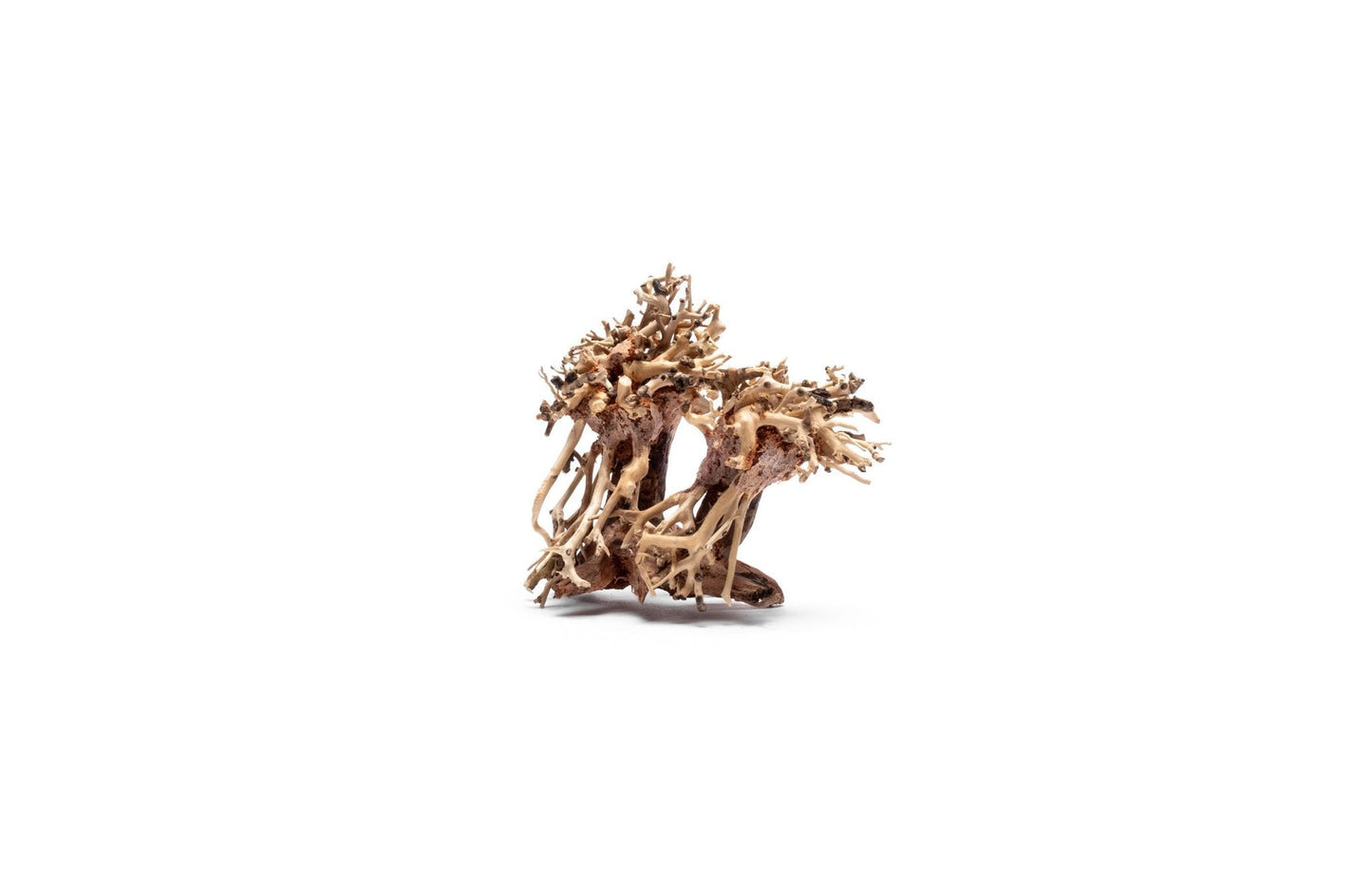 Double Bonsai Tree Aquarium Driftwood - Extra Small