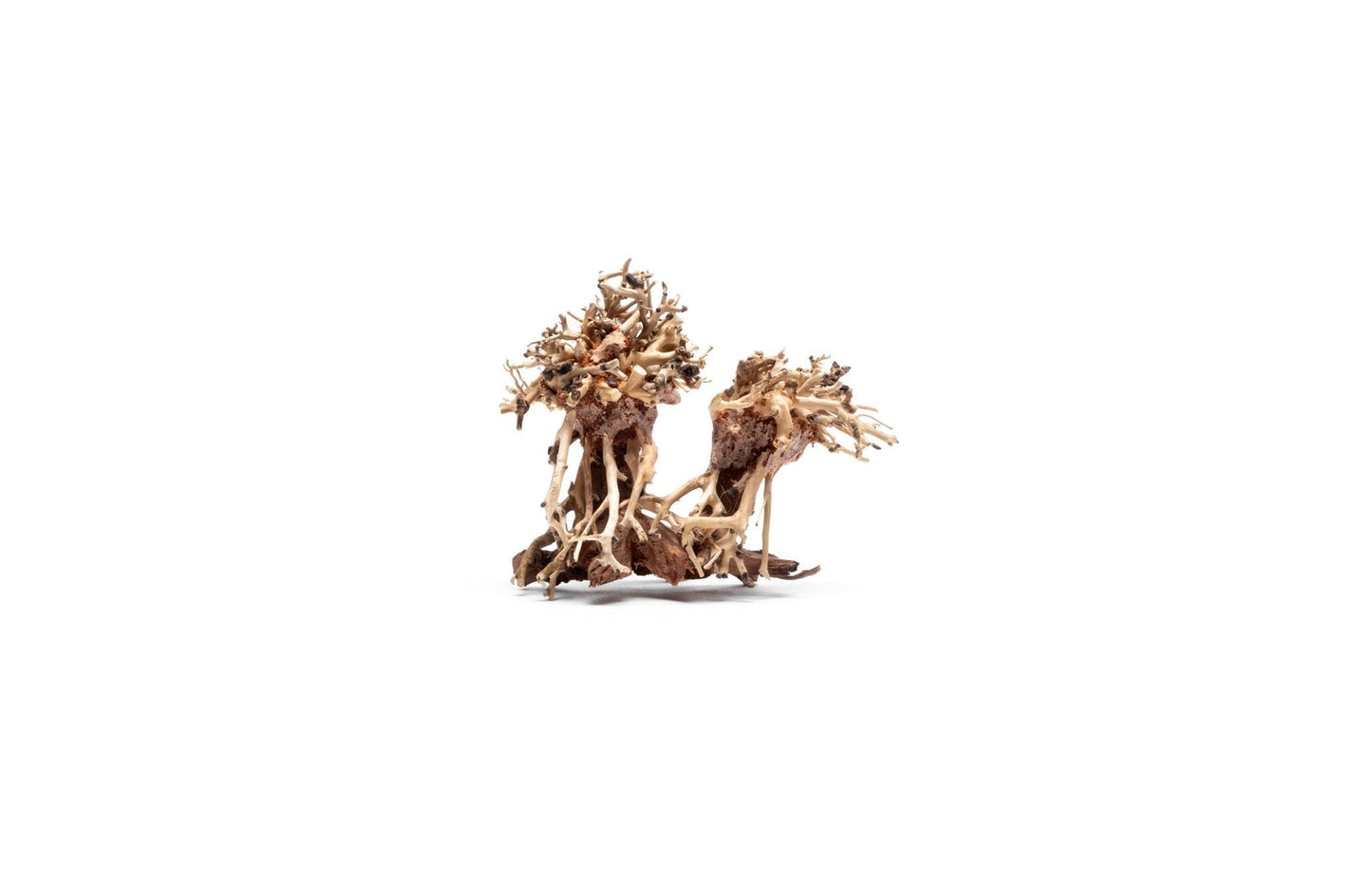Double Bonsai Tree Aquarium Driftwood - Extra Small