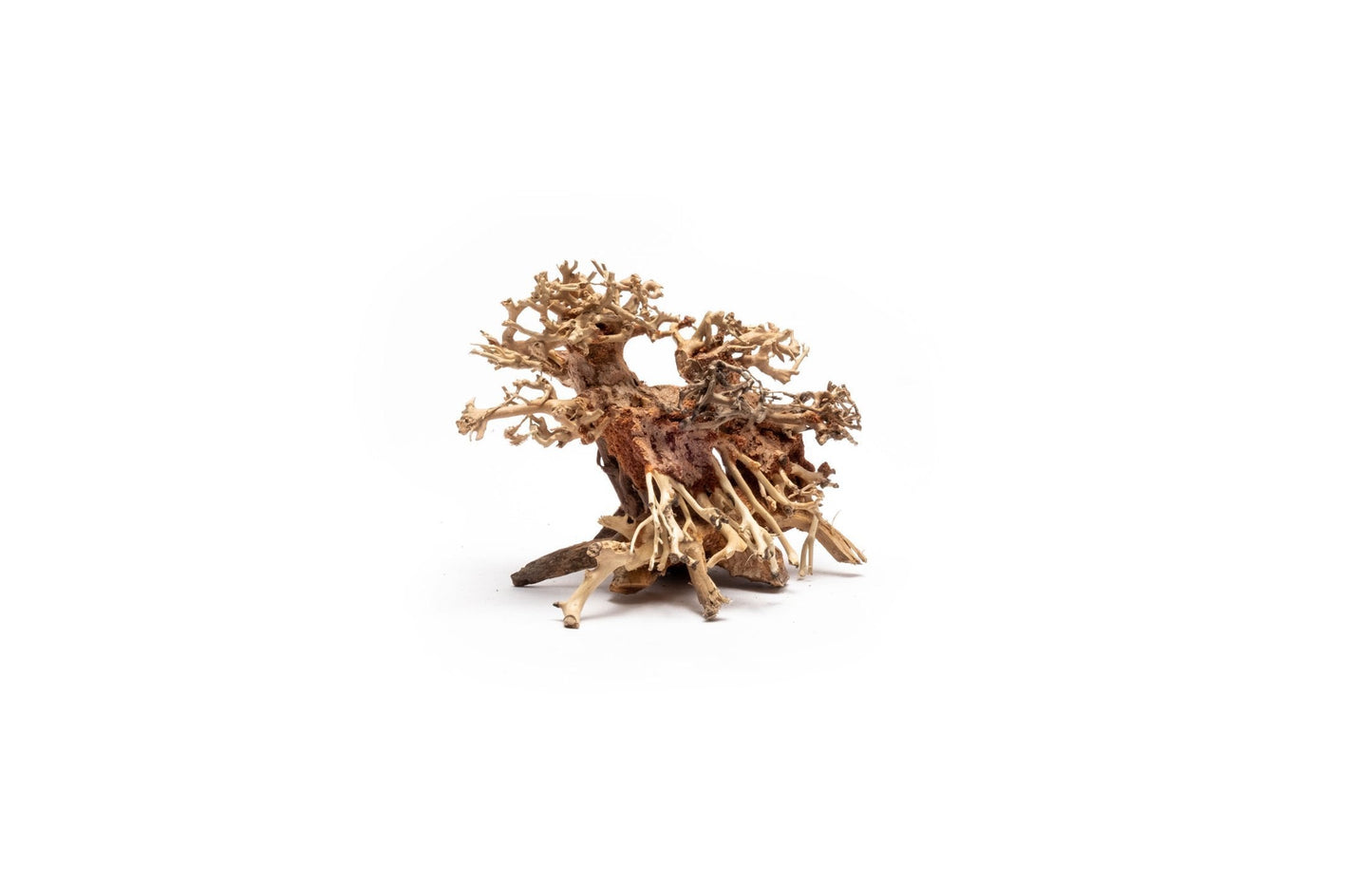 Double Bonsai Tree Aquarium Driftwood - Extra Small