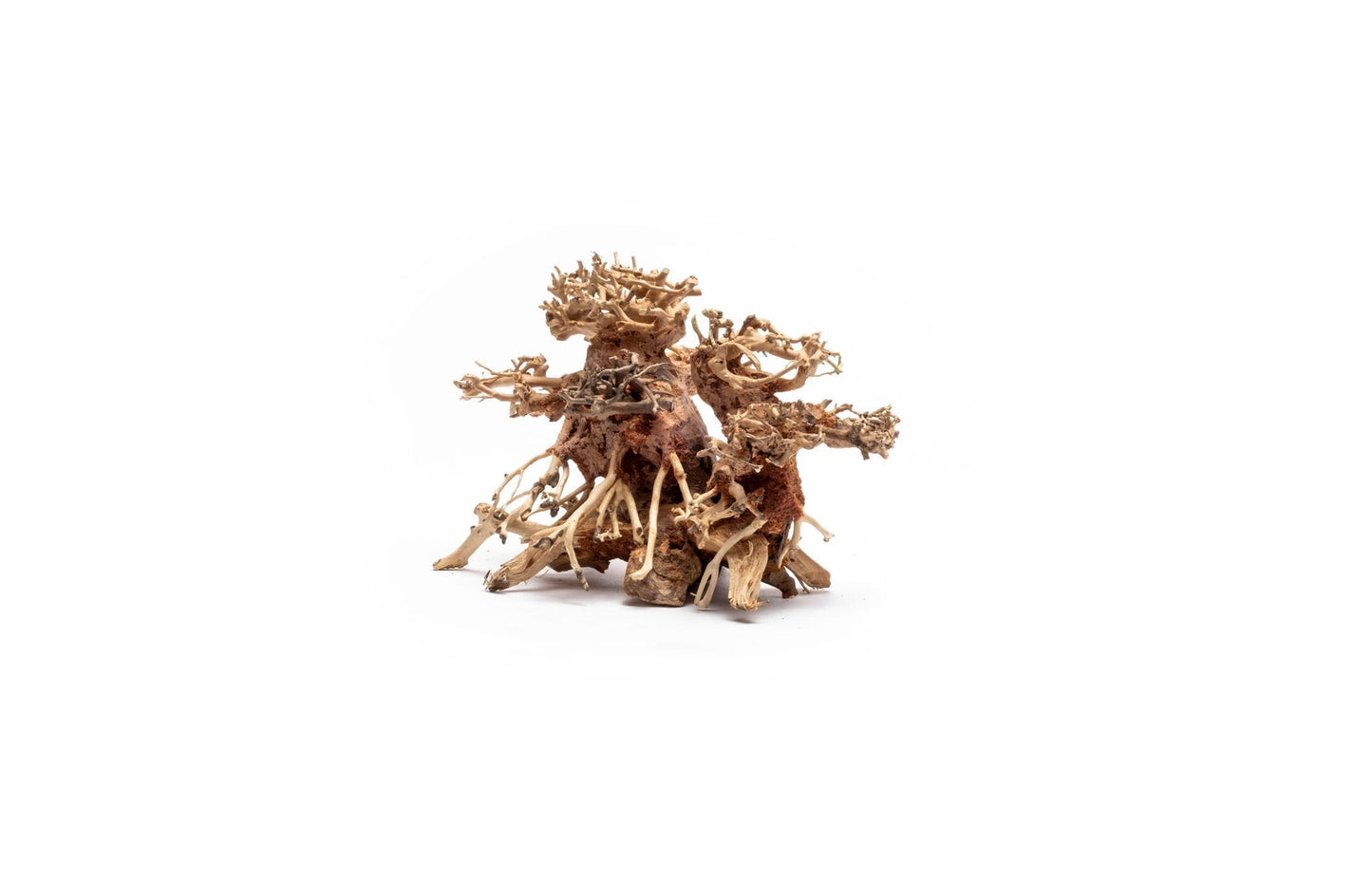 Double Bonsai Tree Aquarium Driftwood - Extra Small