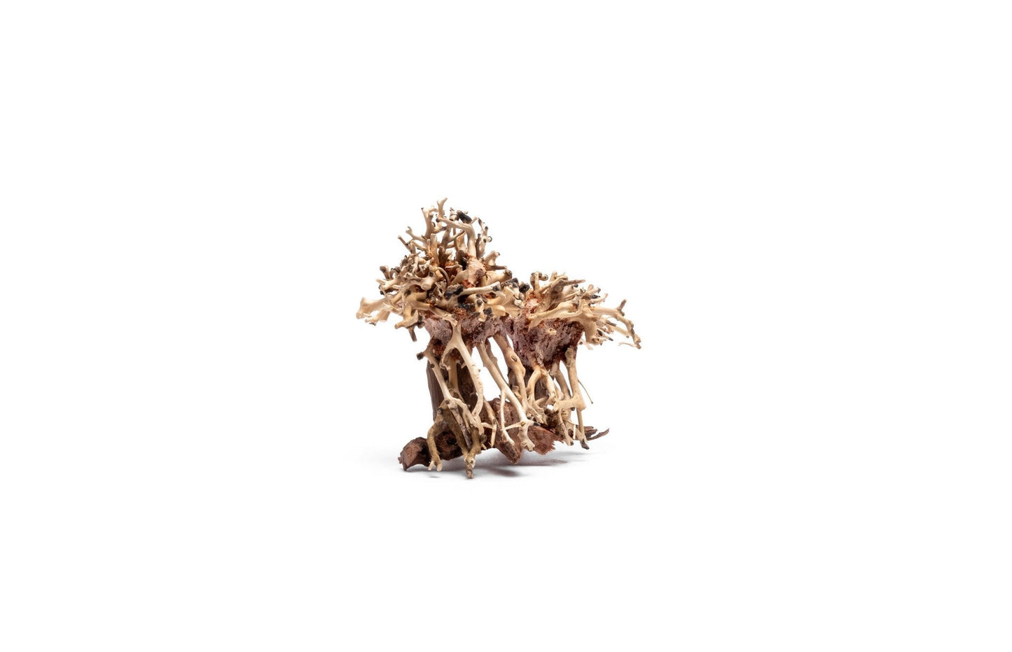 Double Bonsai Tree Aquarium Driftwood - Extra Small