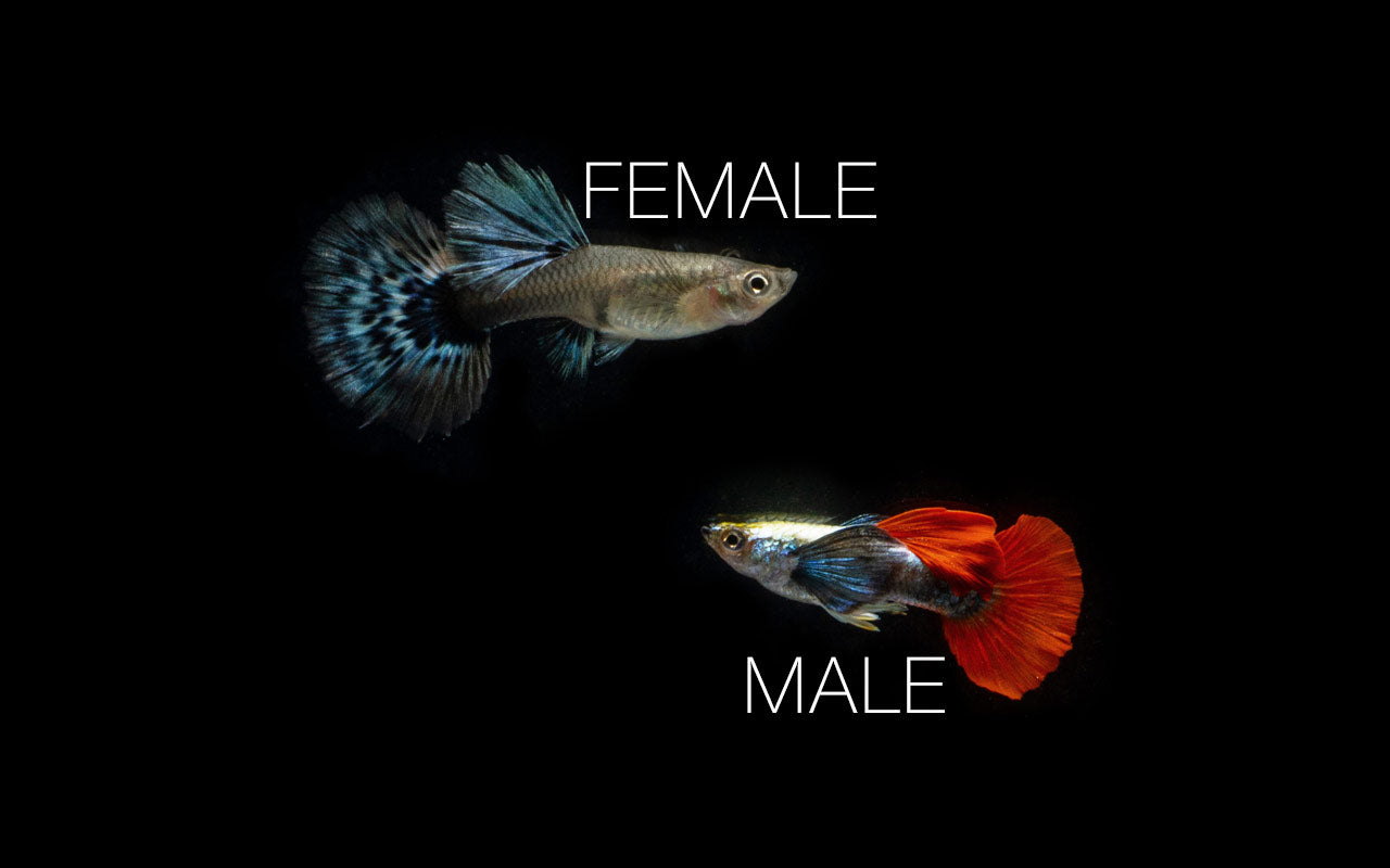 Dumbo Redtail Guppies - Breeding Pair