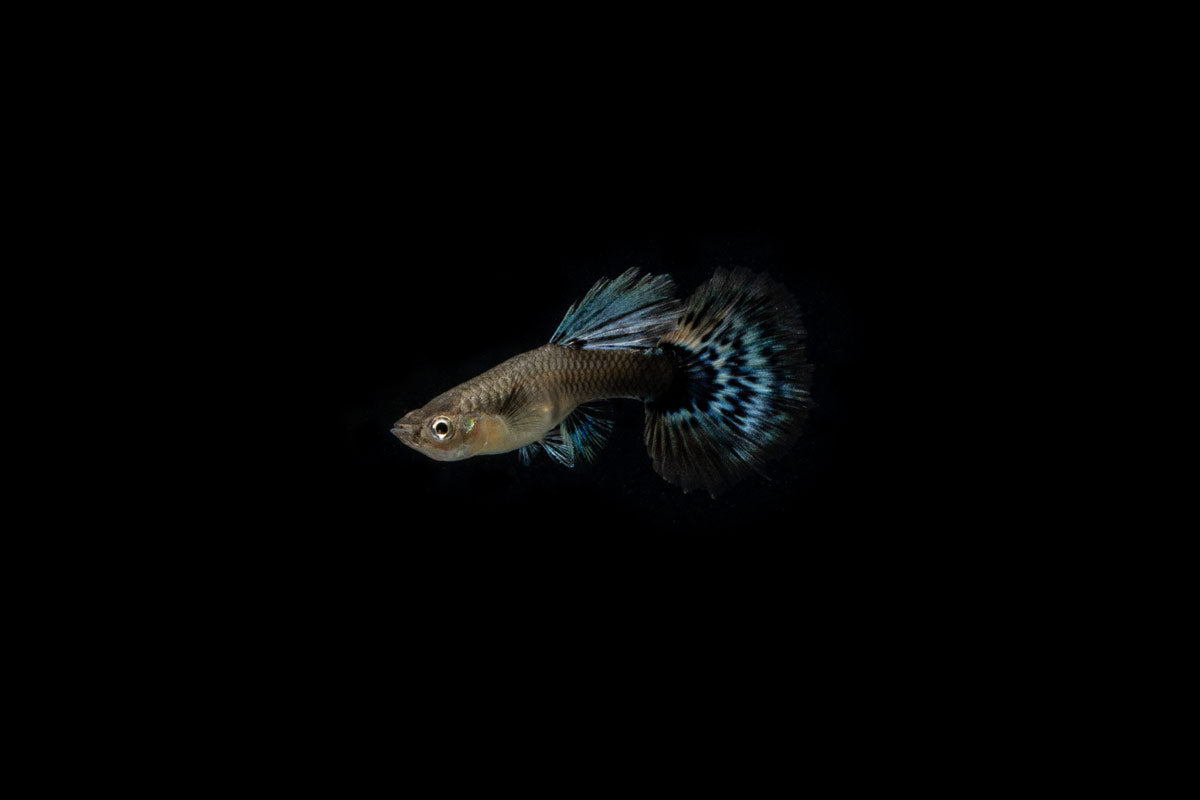 Dumbo Redtail Guppies - Breeding Pair