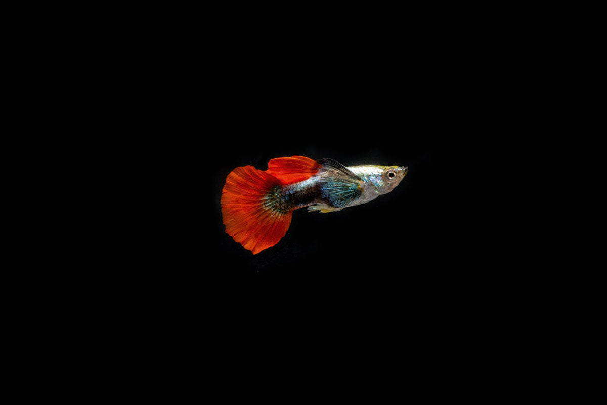 Dumbo Redtail Guppies - Breeding Pair