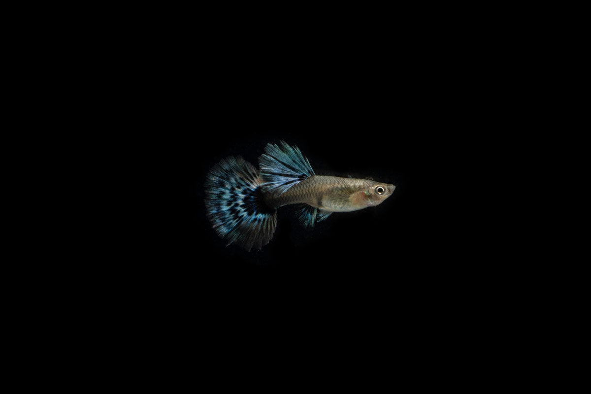Dumbo Redtail Guppies - Breeding Pair
