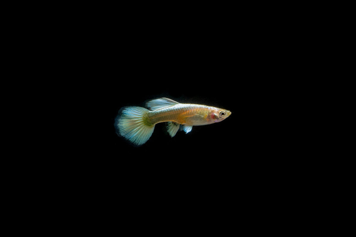 Full Gold Guppies - Breeding Pair