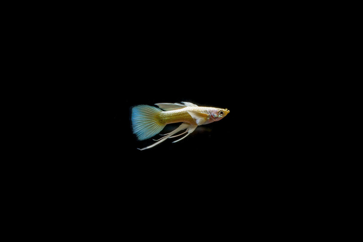 Full Gold Guppies - Breeding Pair