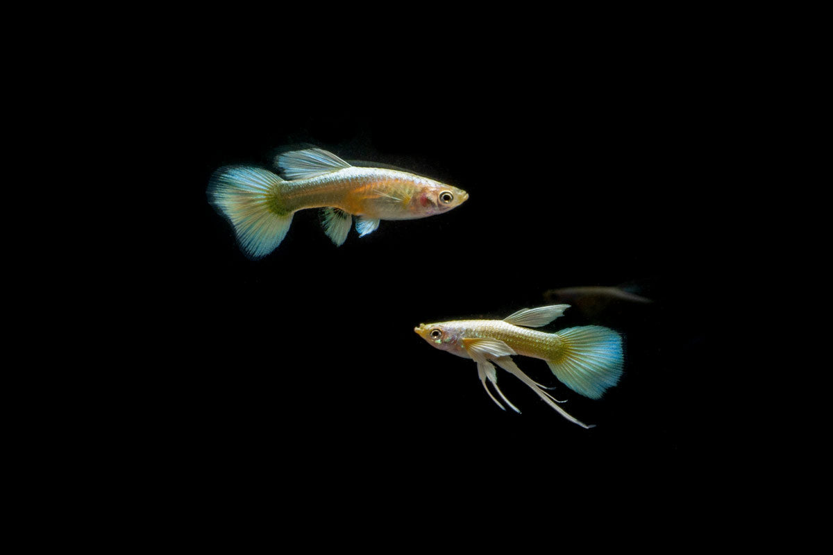 Full Gold Guppies - Breeding Pair