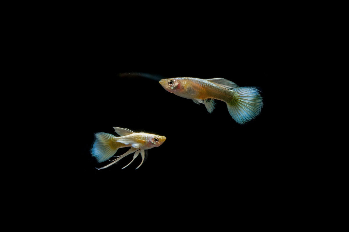 Full Gold Guppies - Breeding Pair